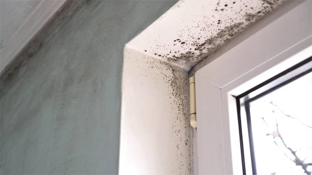 Best Office Mold Removal Services  in Springerville, AZ