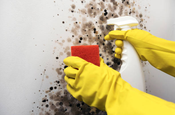 Best Local Mold Removal Service  in Springerville, AZ